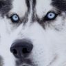 Profilbild von Scott