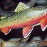 Profilbild von Brook Trout