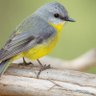 songbird's profile picture