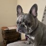 Frenchie 的头像