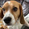G Dog profil fotoğrafı