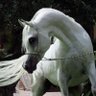 مازن الحسيني's profile picture