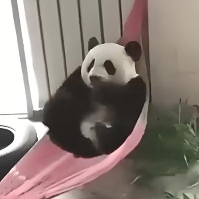 Boubou 🐼's profile picture