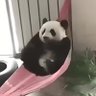 Boubou 🐼 的头像