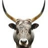 Blu Mongo's profile picture