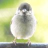ツキナミ's profile picture