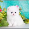 Фото профиля preciousAbby🦋