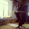 showan's profile picture