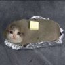 Cat's profile picture