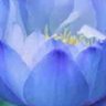 BLUE LOTUS's profile picture