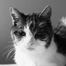 Jean-Noël profil fotoğrafı