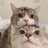 Bintang's profile picture