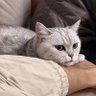 Dvangelion profil fotoğrafı