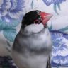 Profilbild von いつか文鳥と