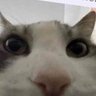 Profilbild von Salmonboi
