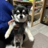 マイネルとアル君 的头像