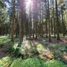 Фото профиля Der Erzgebirger in der Lausitz📯