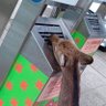 田エリ profil fotoğrafı