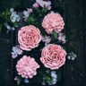المتفائله 🌸💮🌼 的头像
