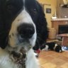 Фото профиля FeistySpaniel 🇬🇧🇺🇸