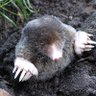 Profilbild von Poulpi