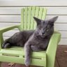 J’s Cat 的头像