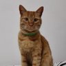 Фото профиля otralocadelosgatos