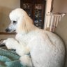 WeatherPoodle 的头像