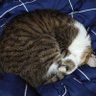 นกฮูกมันไม่นอนกลางคืนหรอก | APO | 🌕🦉 profil fotoğrafı