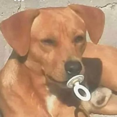 ratapologist1's profile picture