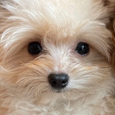 チャンさん's profile picture