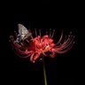 Фото профиля 彼岸花