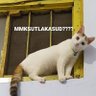 NAMATIDAKBOLEHKOSONG's profile picture