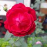 Фото профиля mani poudyal