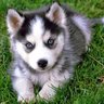 Husky22 的头像