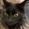 シュウ's profile picture