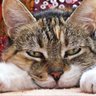 la gata Ofe @gataofe's profile picture