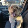 Profilbild von AGM Tuckerrr 🐶🐶🐶