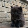 Hill Hejm profil fotoğrafı