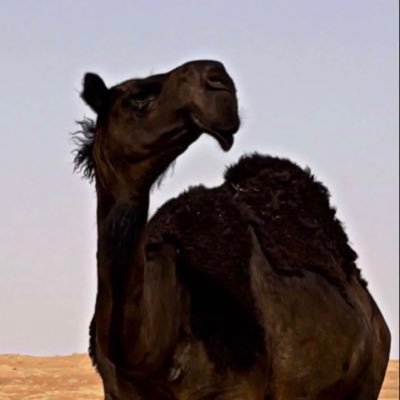 راعي العشواء 🐪💥's profile picture