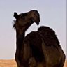 Фото профиля راعي العشواء 🐪💥