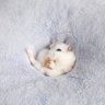おねむ's profile picture