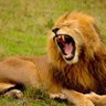The Roaring King's profile picture