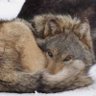 Sleepisgood's profile picture