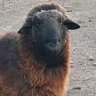 Profilbild von πter