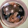 ウナギ(うさぎ) 的头像