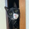 ハチワレくん's profile picture