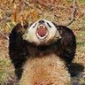 pandarudin profil fotoğrafı