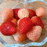 ちゃー 的头像