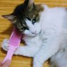 ゆき profil fotoğrafı